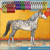Horse Color:Buckskin Appaloosa 