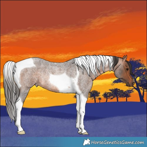 Horse Color:Bay Roan Tobiano Rabicano 