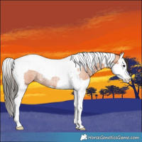 Horse Color:Bay Roan Splash Tobiano Rabicano 