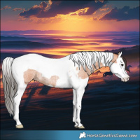 Horse Color:Bay Roan Splash Tobiano Rabicano 