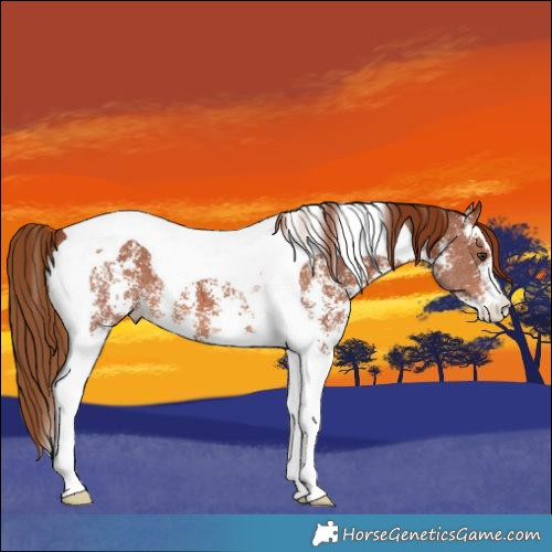 Horse Color:Chestnut Sabino Tobiano 