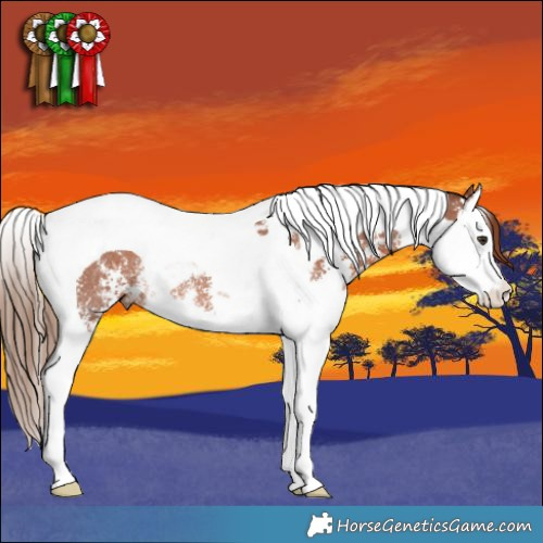 Horse Color:Chestnut Sabino Splash Tobiano Rabicano 