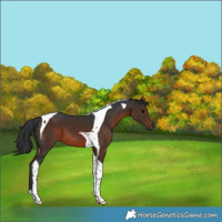 Horse Color:Brown Tobiano 