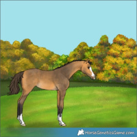 Horse Color:Buckskin 