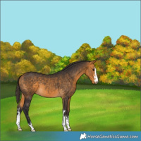 Horse Color:Buckskin 