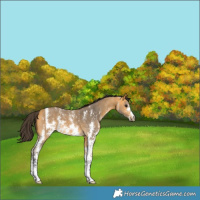 Horse Color:Buckskin Sabino 