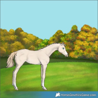 Horse Color:Perlino 