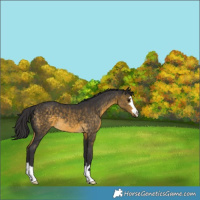 Horse Color:Buckskin 