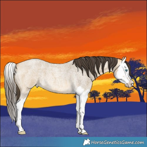 Horse Color:Buckskin Roan Dun Splash 