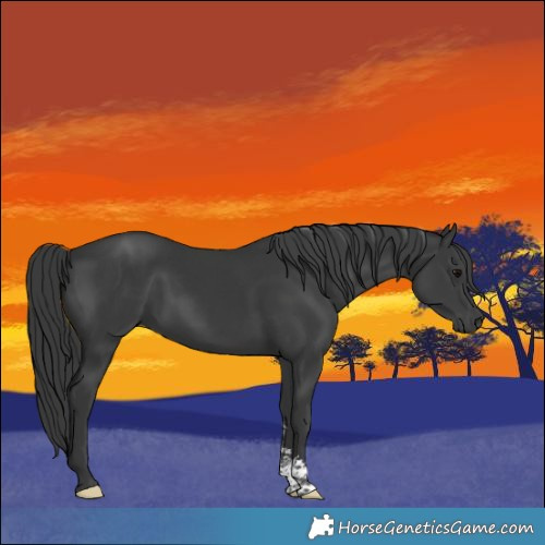 Horse Color:Black Sabino 
