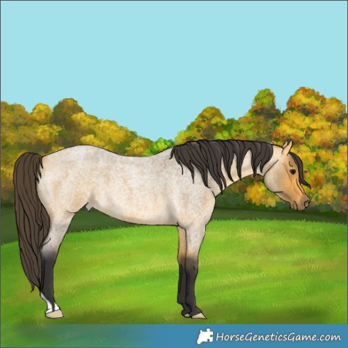 Horse Color:Buckskin Roan 