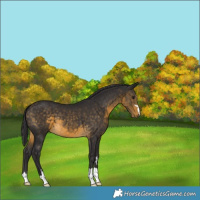 Horse Color:Buckskin 