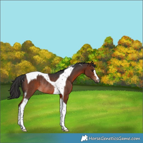 Horse Color:Brown Tobiano Rabicano 