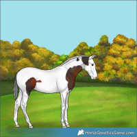 Horse Color:Brown Splash Tobiano Varnish 
