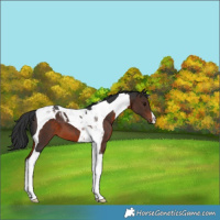 Horse Color:Brown Tobiano 