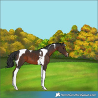 Horse Color:Brown Tobiano Appaloosa 