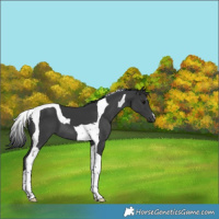 Horse Color:Black Tobiano 