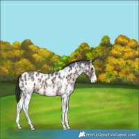 Horse Color:Brown Sabino Near Leopard 