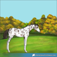 Horse Color:Liver Chestnut Sabino Near Leopard 