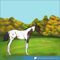 Horse Color:Brown Tobiano Blanket 