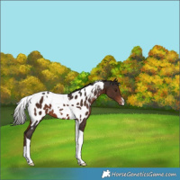 Horse Color:Liver Chestnut Tobiano Appaloosa 
