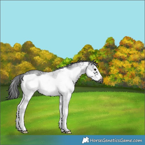 Horse Color:Gray White Spotted Black Frame Rabicano 