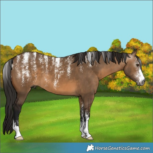 Horse Color:Powder White Gray Bay Dun 