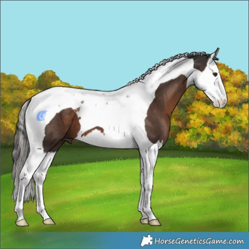 Horse Color:Liver Chestnut Splash Tobiano 