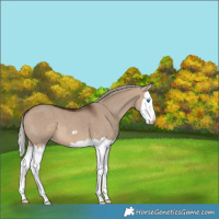 Horse Color:Silver Brown Dun Splash 