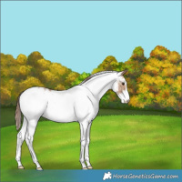 Horse Color:White Spotted Red Dun 