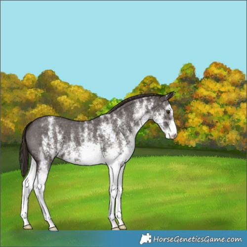 Horse Color:White Spotted Liver Chestnut 
