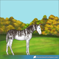 Horse Color:White Spotted Liver Chestnut Splash 