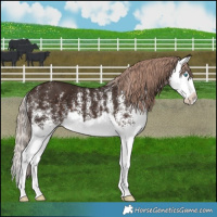 Horse Color:White Spotted Liver Chestnut Splash 