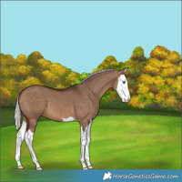Horse Color:Silver Brown Dun Splash 
