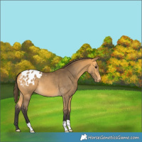 Horse Color:Buckskin Appaloosa 