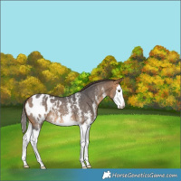 Horse Color:Buckskin Sabino Splash Blanket 