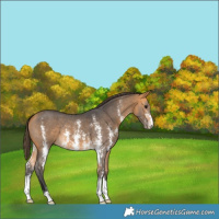 Horse Color:Buckskin Sabino Varnish 