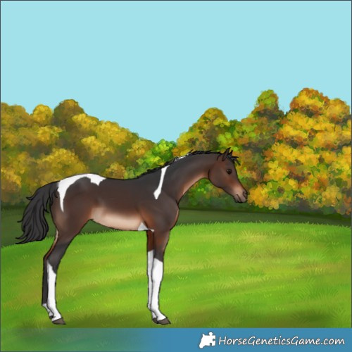 Horse Color:Brown Tobiano 