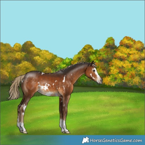 Horse Color:Gray White Spotted Chocolate Palomino Splash Frame 