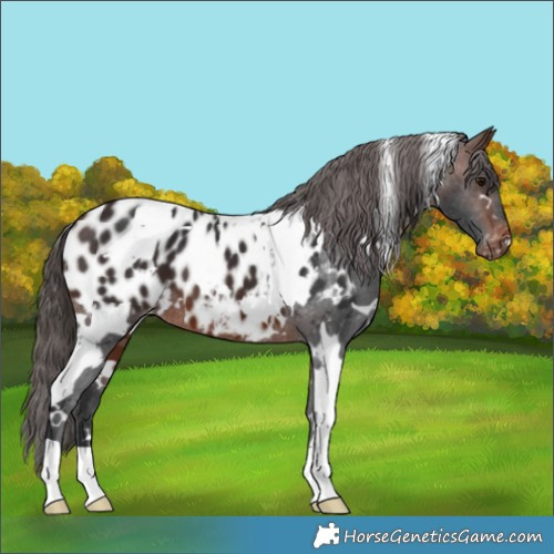 Horse Color:White Spotted Brown Appaloosa 