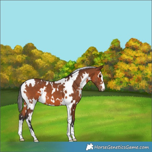 Horse Color:White Spotted Bay 