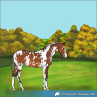 Horse Color:White Spotted Bay 