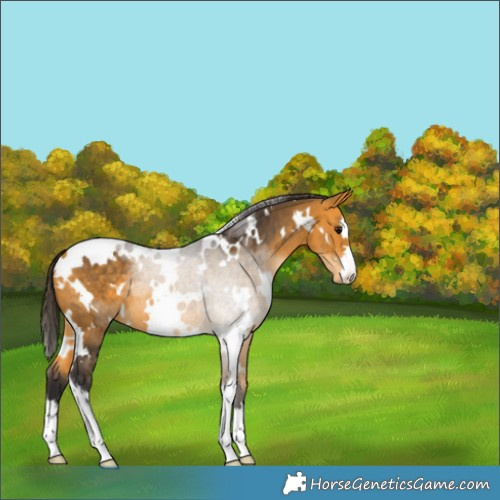 Horse Color:White Spotted Buckskin 