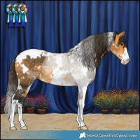 Horse Color:White Spotted Buckskin 