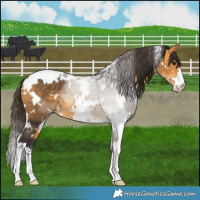 Horse Color:White Spotted Buckskin 