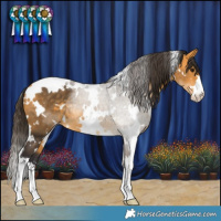 Horse Color:White Spotted Buckskin