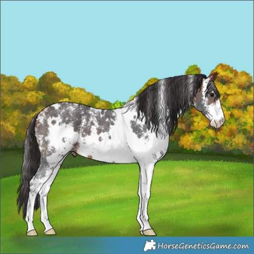 Horse Color:White Spotted Bay Sabino 