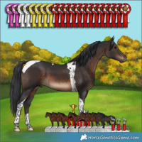 Horse Color:Brown Tobiano 