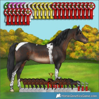 Horse Color:Brown Tobiano 