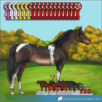 Horse Color:Brown Tobiano 